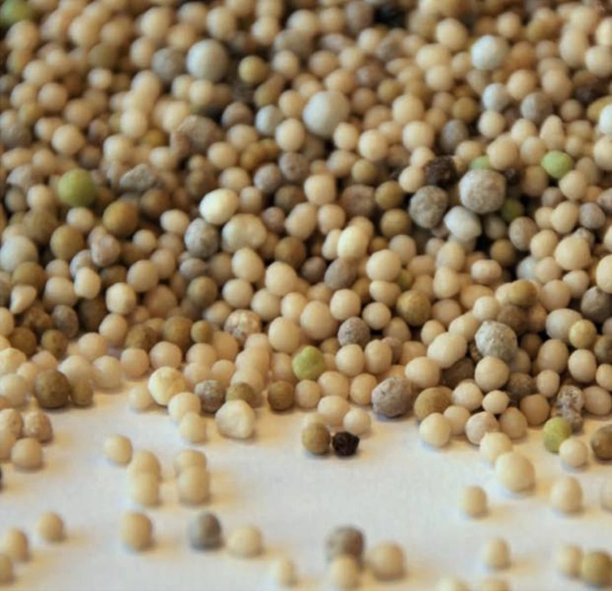 Sedum Bemesting 5 Kg | Sempergreen® - Image 2