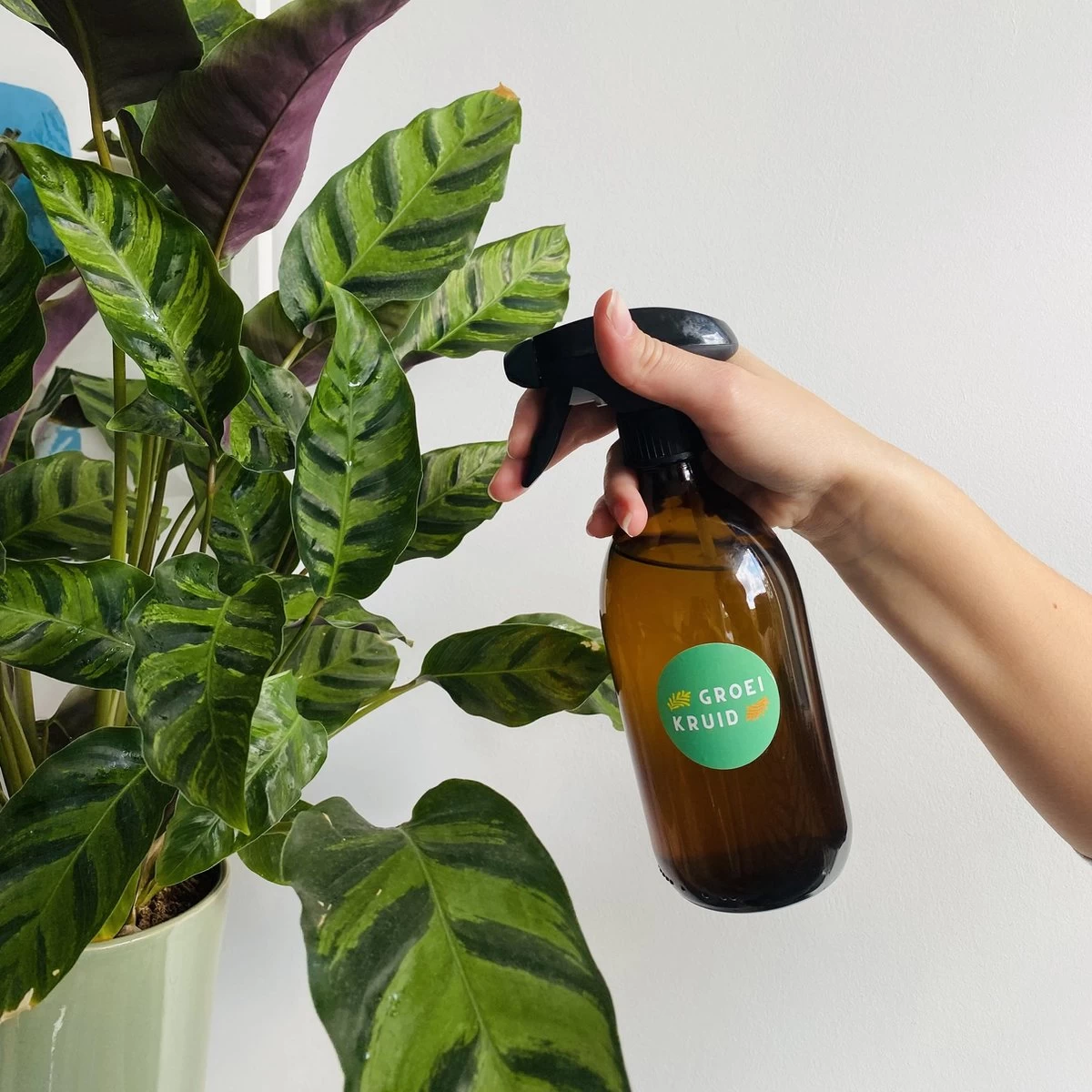 Groeikruid® Plantenspuit | 500 Ml Amber Glas | Met Zwarte Spraykop | Plantensproeier Binnen | Waterverstuiver | Verstuiver | Waterspuit - Image 3