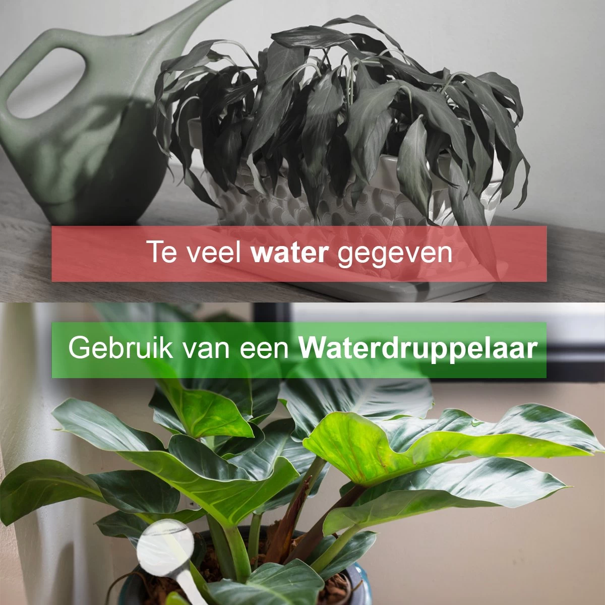 Waterdruppelaar Set Van 12 Stuks - Waterdruppelaar Voor Planten - Watergeefsysteem - Waterbol Irrigatiesysteem - Automatisch Druppelsysteem Voor Kamerplanten & Tuin - Watergever - Transparant - 15cm - Image 6