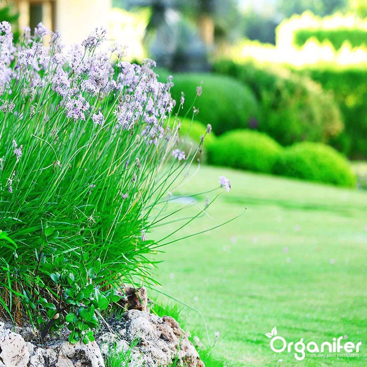 Lavameel Uit Eifel Oergesteente (20Kg Voor 200m2) Organifer - Image 5