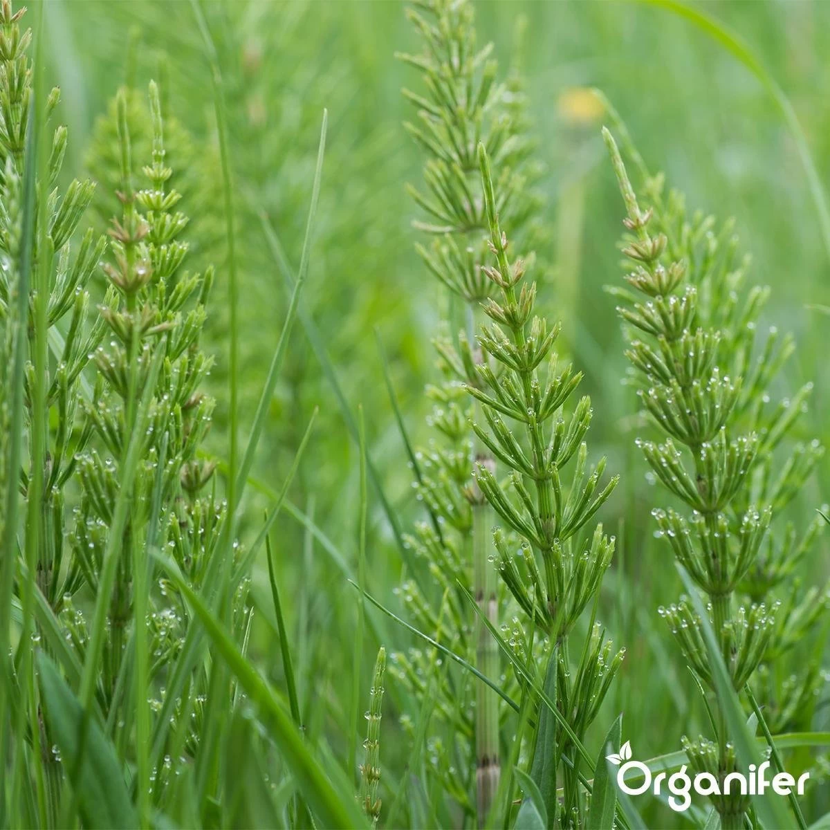 Lavameel Uit Eifel Oergesteente (20Kg Voor 200m2) Organifer - Image 9
