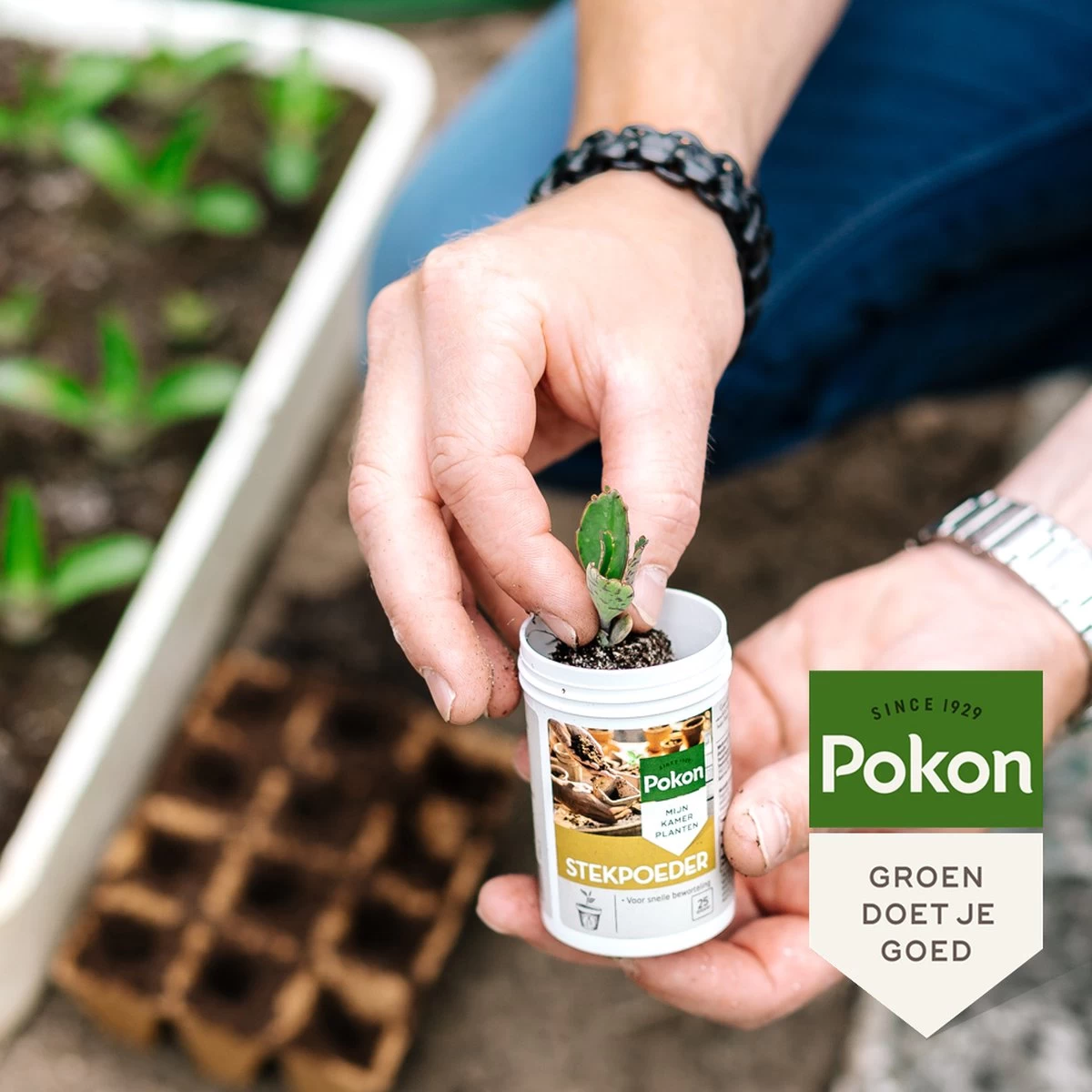 Pokon Stekpoeder - 25gr - Stimuleert Wortelvorming - Image 4