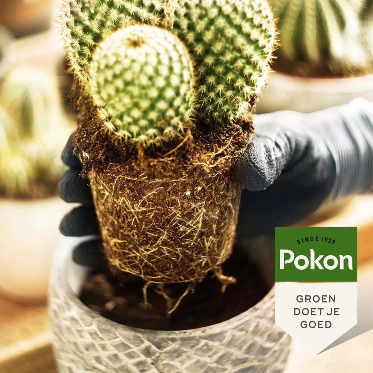 Pokon Cactus & Vetplant Voeding - 250ml - Plantenvoeding - 20ml Per 1L Water - Image 4