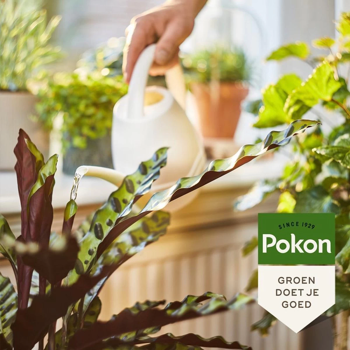 Pokon Bio Kamerplanten Voeding - 500ml - Plantenvoeding (bio) - 7ml Per 1L Water - Image 5