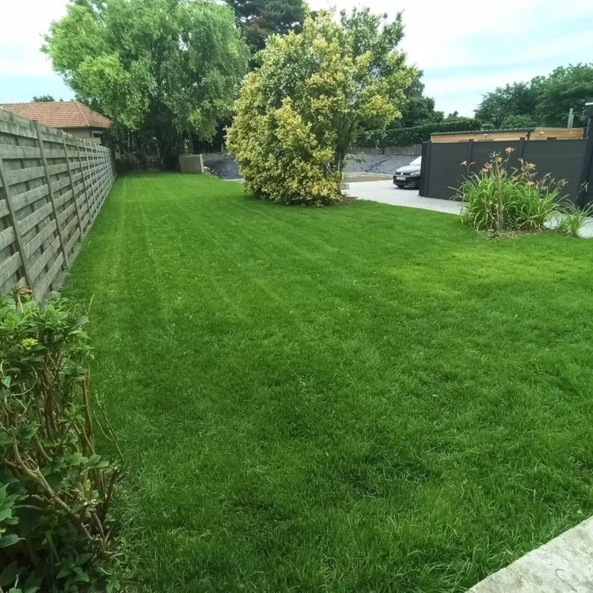 Gazonmest Met Ijzersulfaat Voor 100m²Gras | Gazon Meststof Met Ijzer | Mos Bestrijding & Gras Bemesting In Één | Ideaal Voor Meststofstrooier | Gazonbemesting - Image 5