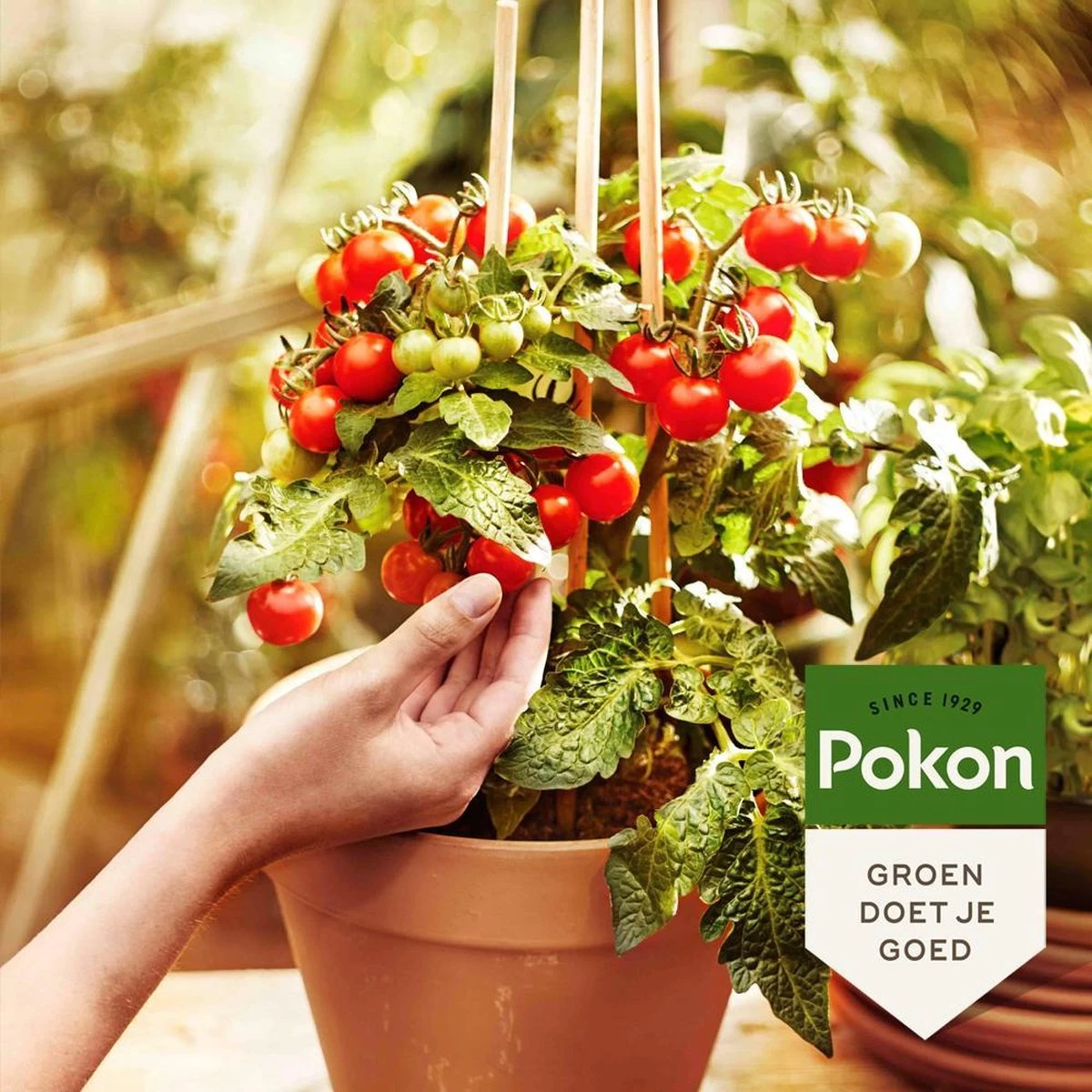 Pokon Bio Moestuin Mest - 1kg - Meststof (biologisch) - 120 Dagen Moestuinvoeding - Image 4