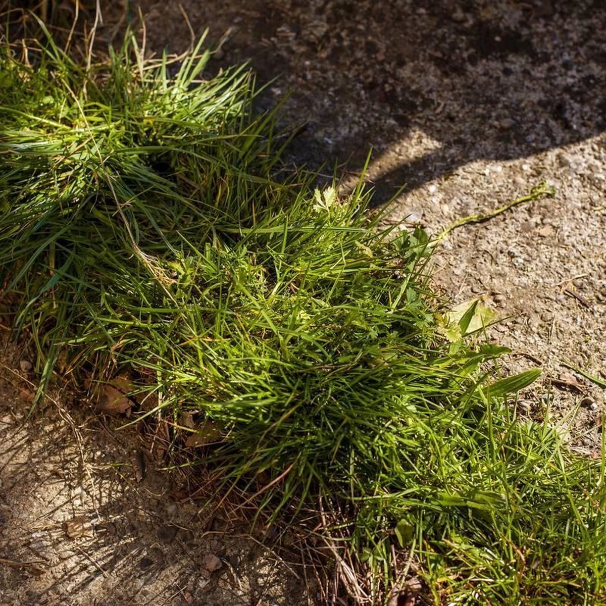 Kantensnijder - Image 5